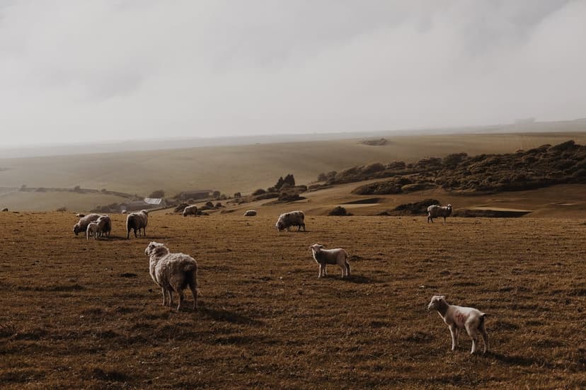 Sheep graze on dry golden grass across rolling hills beneath a soft overcast sky in a rural landscape.