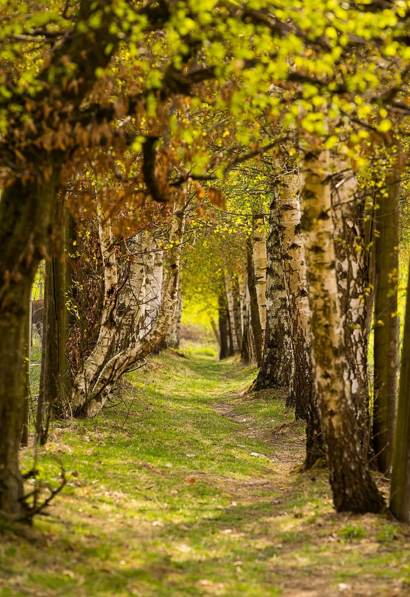 Slender white birch trees line a sun-dappled dirt path winding through a lush green spring forest at golden hour.