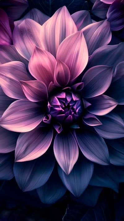 Close-up Macro of a Pink and Purple Dahlia Flower