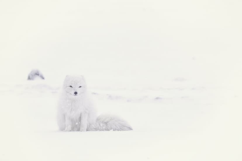 Arctic fox with thick white fur sitting on a vast snow-covered tundra under soft winter lighting in the wild.