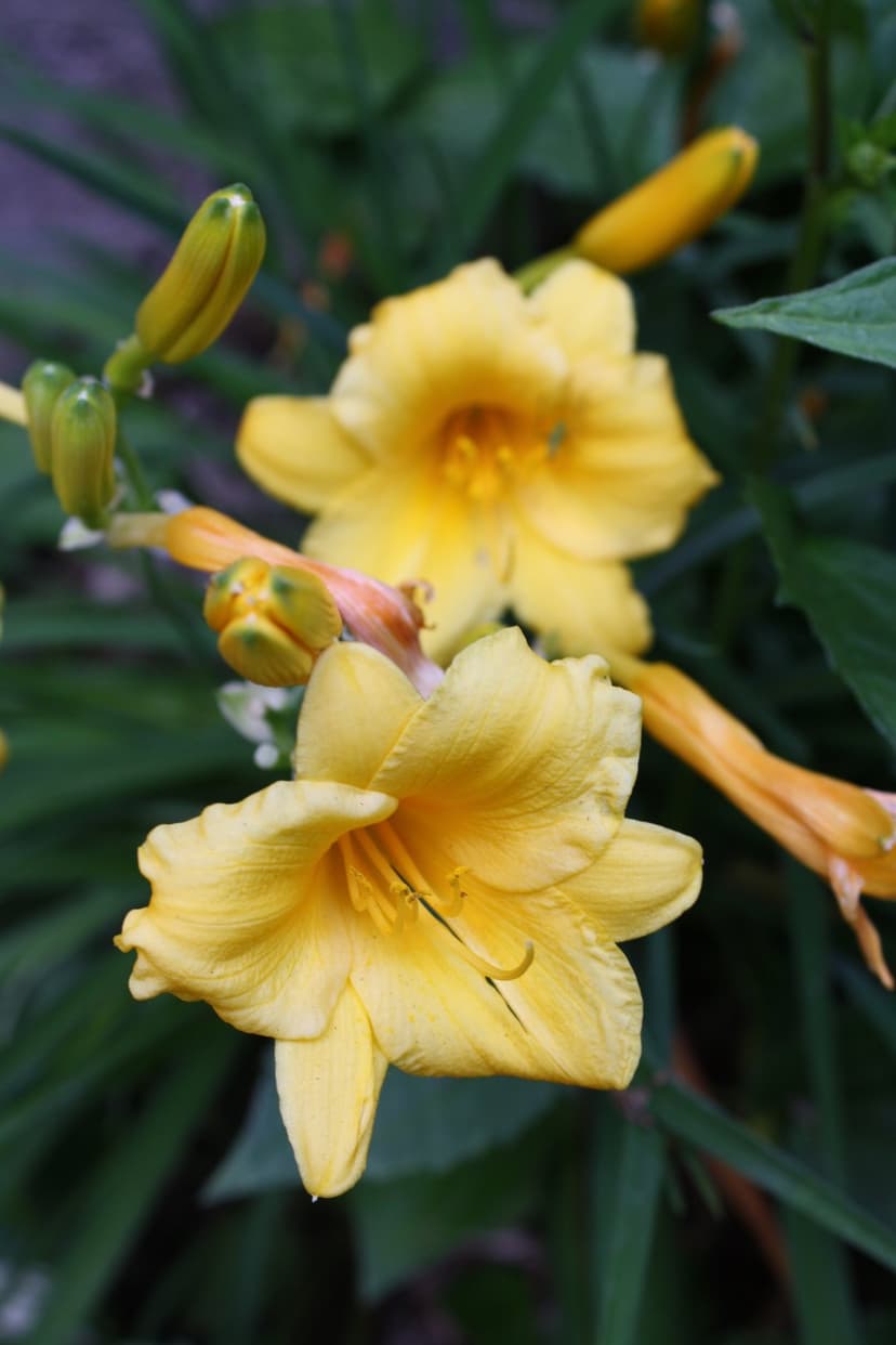 Yellow daylily flowers with prominent stamens bloom alongside green buds in a sunlit garden macro portrait.