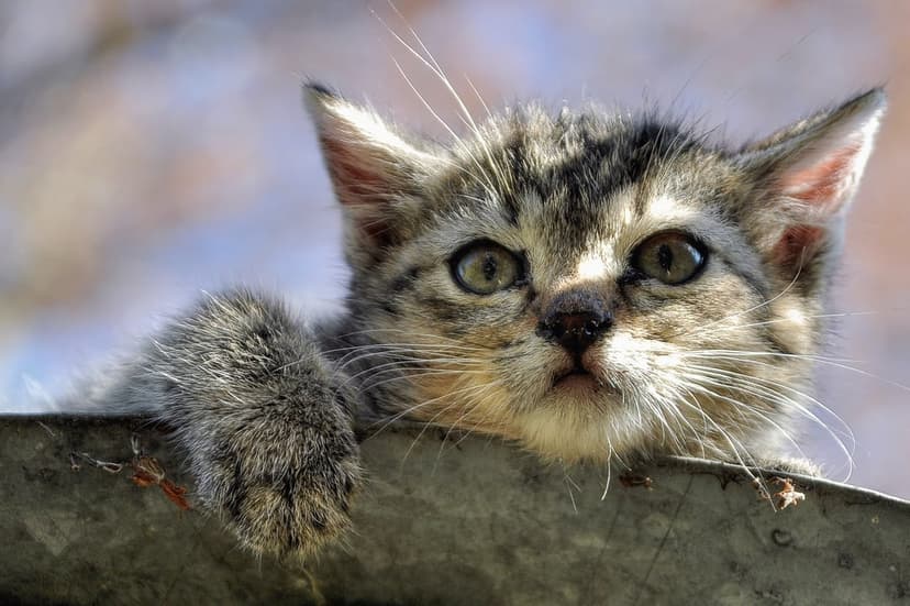 Grey tabby kitten peeks over the rim of a weathered metal bucket with sunlight on its whiskers and ears.