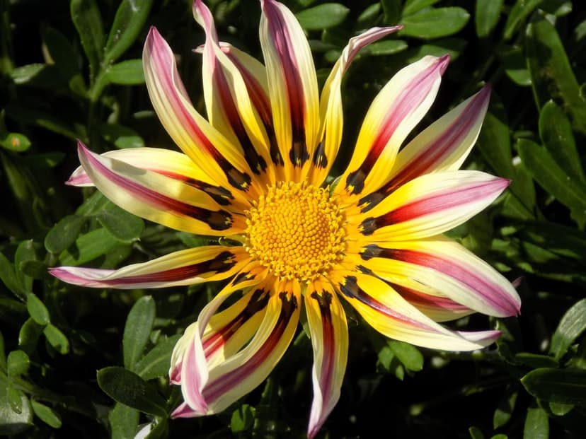 Gazania flower with yellow petals and crimson stripes against a blurred green leaf background in bright sunlight.