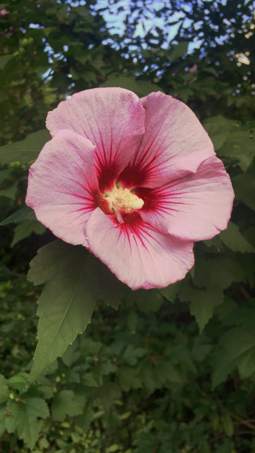 Pink hibiscus flower showing red veins and a yellow stamen against a soft green and blue blurred background.