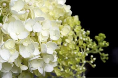Elegant White Hydrangea Petals Mobile Screen Background