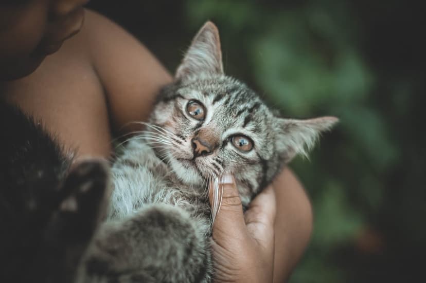Tabby kitten with striped fur and large eyes being held in hands against a soft blurred green background.