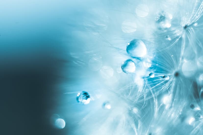 Spherical water droplets resting on delicate dandelion filaments against a soft blue bokeh background gradient.