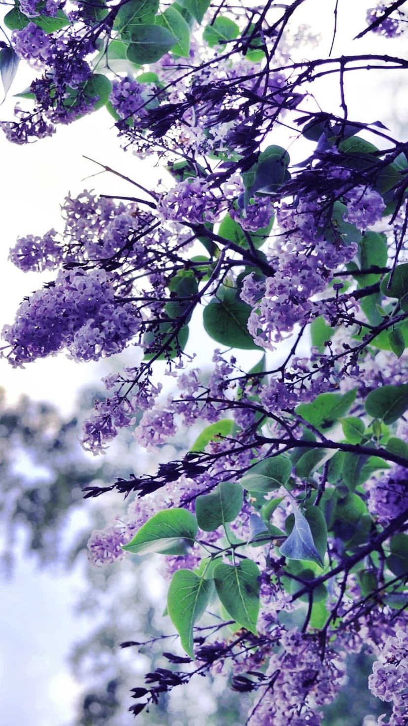 Purple lilac clusters and green leaves captured from a low angle against a bright, sunlit spring sky.