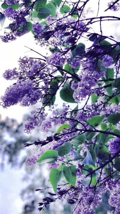 Lavender Canopy - Beneath Blooming Lilac Branches