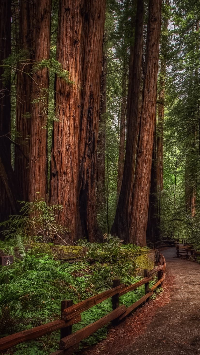 Towering redwood trees border a winding dirt path lined with a rustic wooden fence and vibrant green ferns.