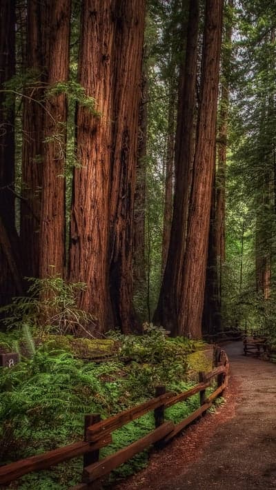 Majestic Redwood Forest Path with Wooden Fence