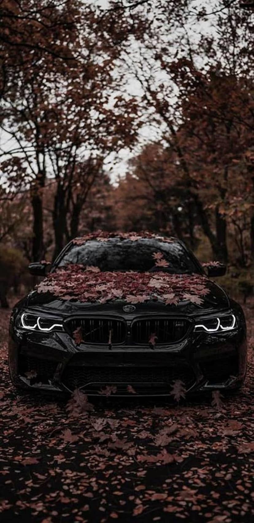Black BMW sports car covered in orange autumn leaves on a dirt path through a dense, foggy deciduous forest.