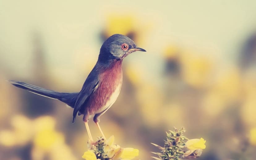 Small bird with a grey head and red eye sits on a thorny branch with yellow flowers against a bokeh backdrop.