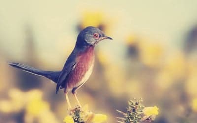 Small bird perched on yellow flowers in soft focus