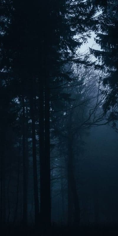 Veiled Verdant Depths - A Misty Forest Path