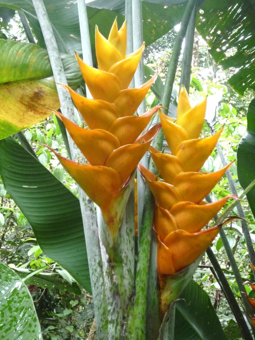 Heliconia flower stalk with cascading orange and yellow bracts surrounded by blurred green rainforest leaves.