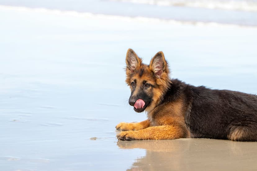 German Shepherd puppy licks its nose while lying on a wet sandy beach with a blurred ocean background.