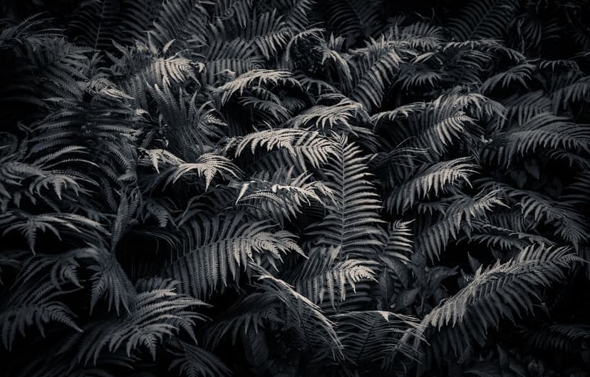 Fern fronds with detailed textures and sharp contrast between light and shadow on a dark woodland floor.
