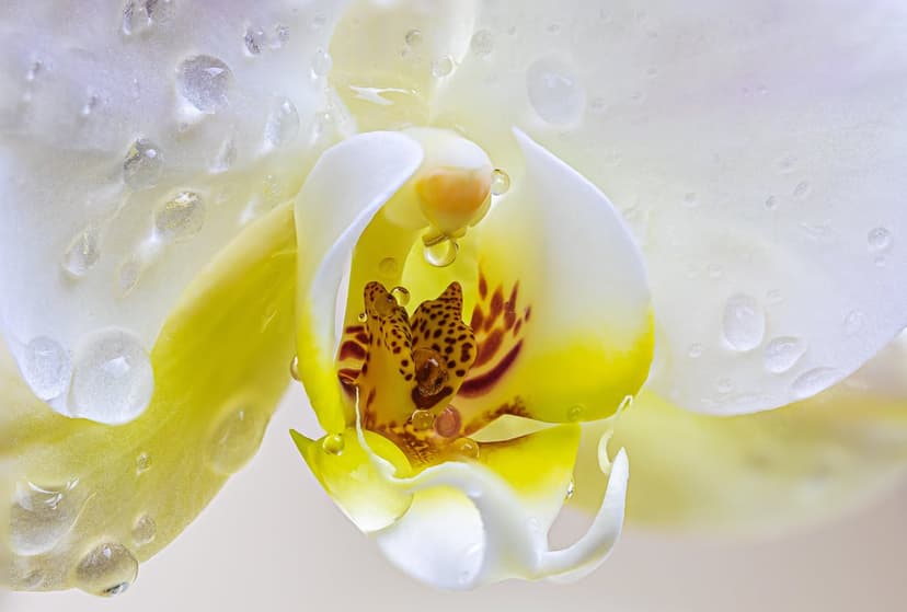 White orchid blossom with yellow speckled center covered in translucent dewdrops in a macro close-up view.