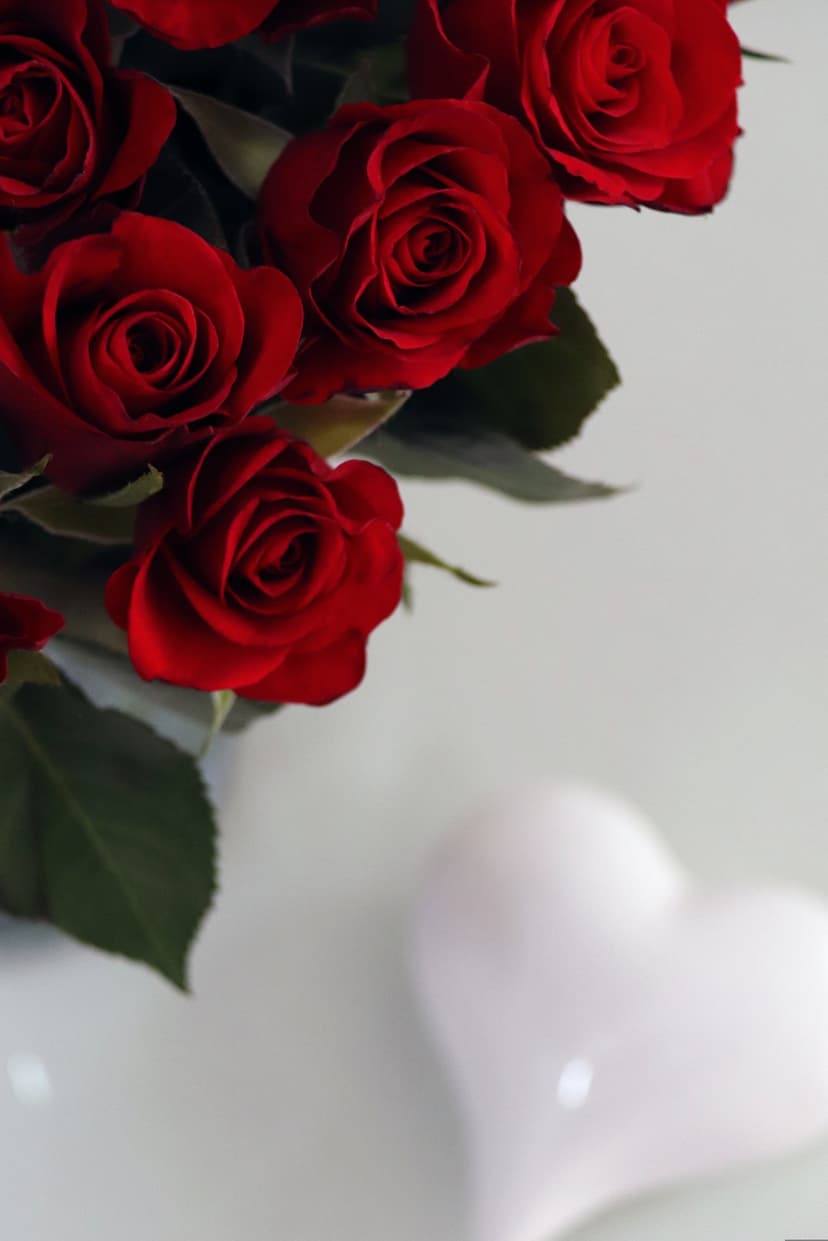 Red roses with velvety petals cluster around a small white heart-shaped decoration on a soft blurred background.