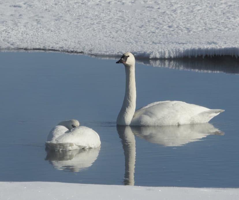 Two white swans swim in a partially frozen lake surrounded by jagged ice and snow under soft winter light.