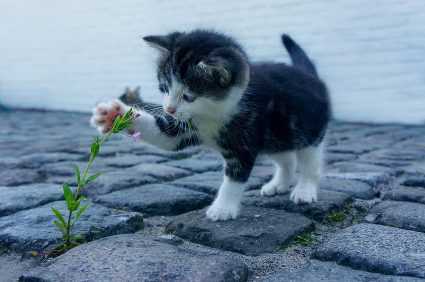 Black and white kitten reaching its paw toward a small green plant growing between grey cobblestones outdoors.