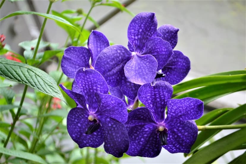 Purple Vanda orchids with dark speckled petals cluster among green leaves and stems in a detailed close-up.