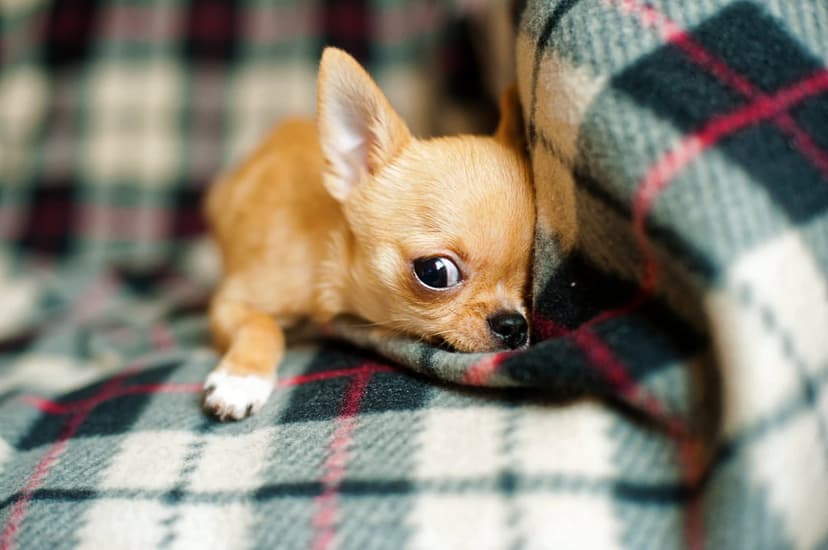 Tan Chihuahua puppy with large dark eyes resting its head on a green and cream plaid blanket during a nap.