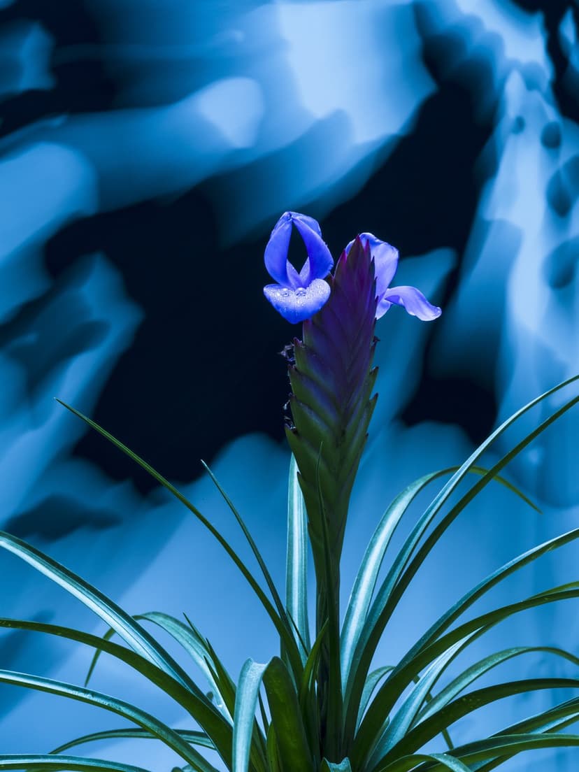 Cobalt blue flower with violet accents centered amidst dark abstract light swirls and ethereal smoke patterns.