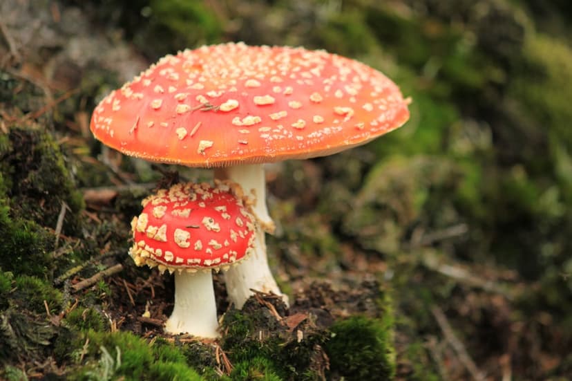 Two red Amanita Muscaria mushrooms with white spots sit on a mossy forest floor with a blurred green background.