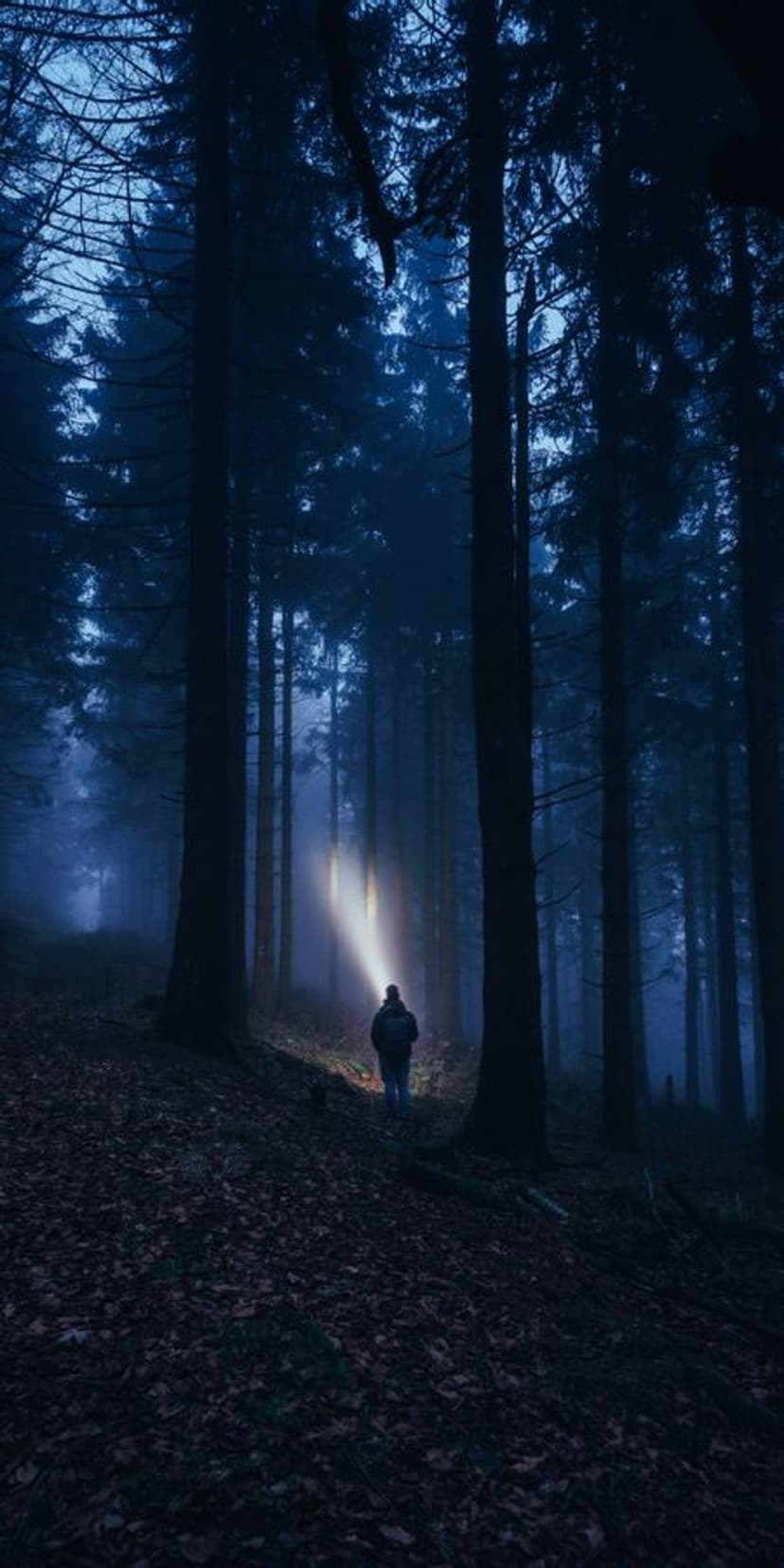 Person from behind holding a bright flashlight while walking through a dense, misty forest during a blue night.