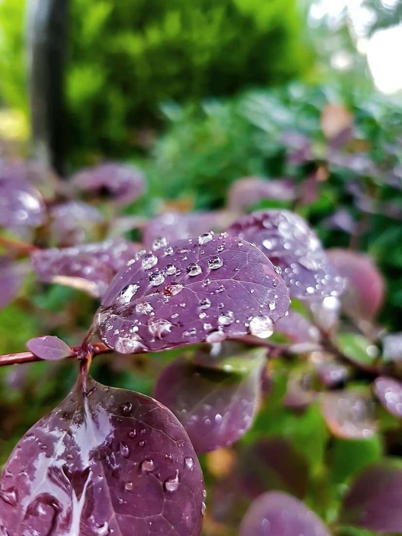 Violet plant leaves covered in spherical raindrops with a soft green bokeh background in a close-up view.