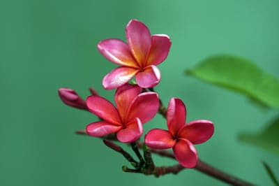 Vibrant Pink Plumeria Flowers on Green Background
