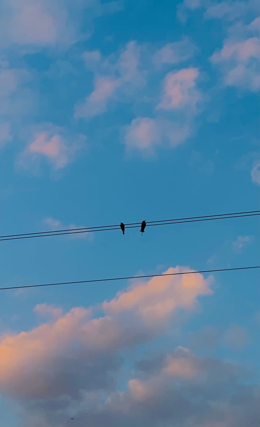 Two small birds perched on parallel wires silhouetted against a soft blue sky with pinkish cotton-like clouds.