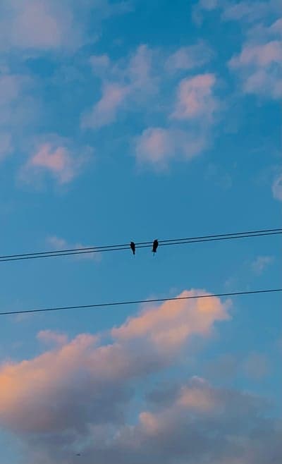 Minimalist Bird Silhouettes Twilight Sky Phone Wallpaper