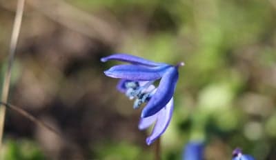 Vibrant blue Scilla flower in soft focus bloom