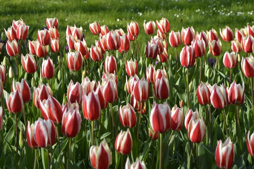 Red and white striped tulips cluster together in a green field under bright sunlight with a blurred background.