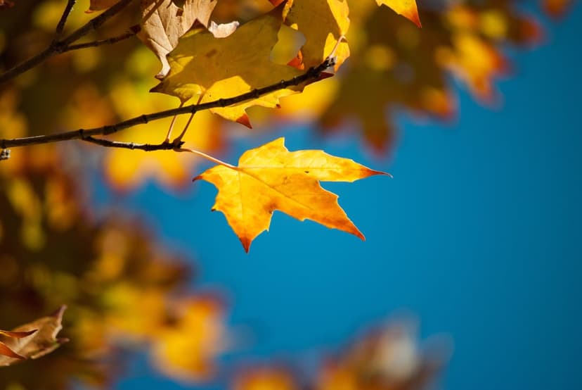Yellow autumn leaf backlit by sun against a dark blue sky with a blurred foliage background in soft focus.