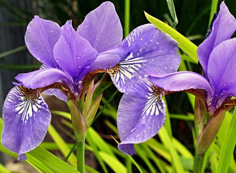 Purple iris petals with glistening water droplets and delicate vein patterns against a soft green background.