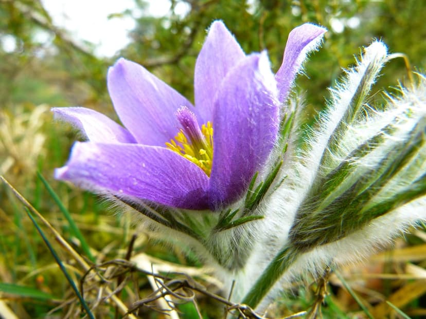 Purple pasqueflower with fuzzy petals and a yellow center grows in green grass under natural spring light.