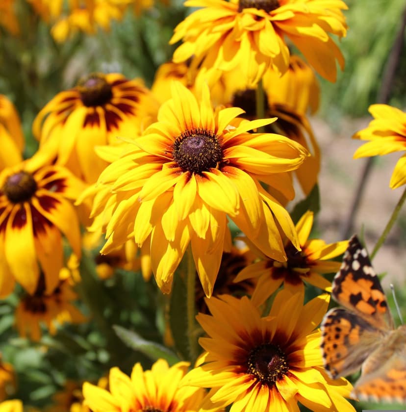 Monarch butterfly perched on a bright yellow black-eyed susan flower with a soft green garden backdrop.