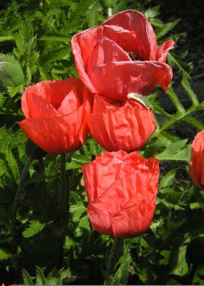 Vibrant Red Poppies Blooming in Lush Green Garden