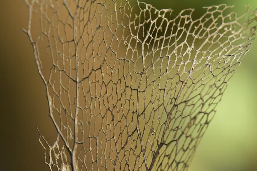 White skeletonized leaf showing a lace-like mesh pattern against a softly blurred green forest background.