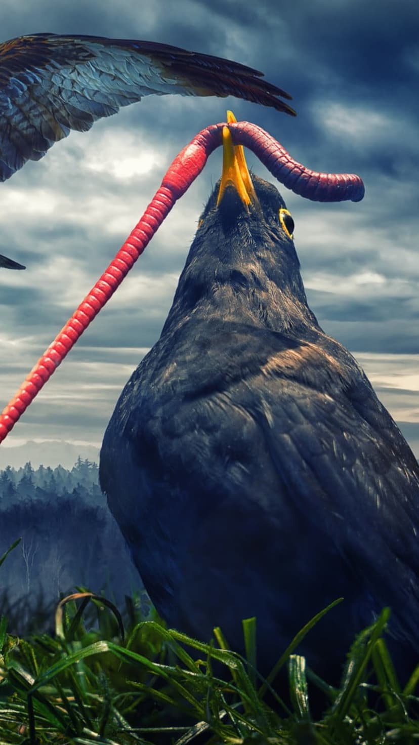 Black bird holds a large red worm in its beak as a hawk's wing descends from above against a misty forest.