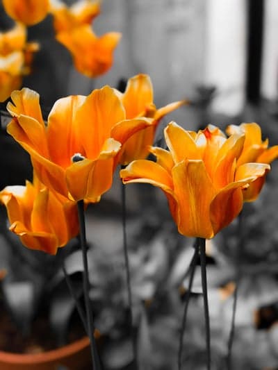 Radiant Orange Tulips Selective Color Phone Background