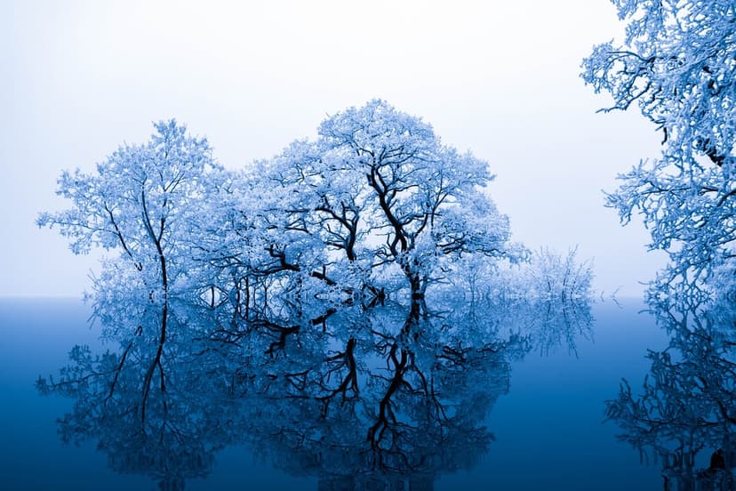 Frosty trees reflect with perfect vertical symmetry in the dark blue surface of a still winter lake.