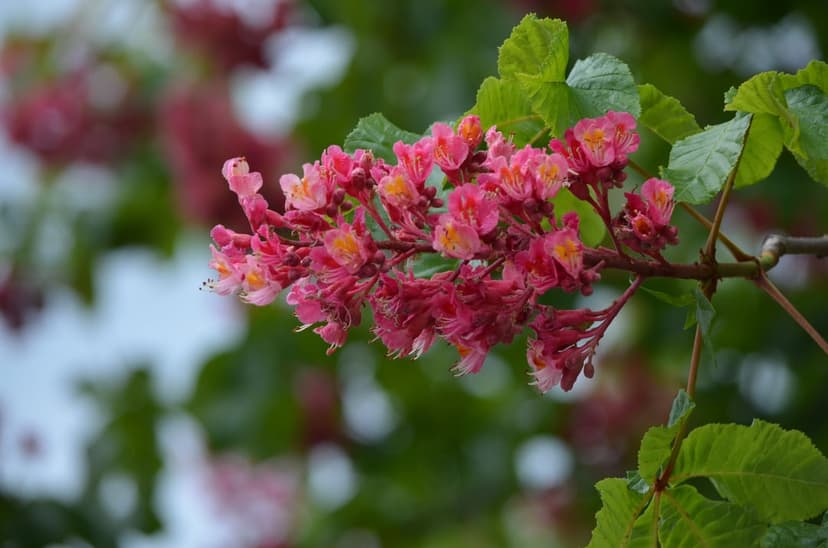 Pink horse chestnut flower clusters with yellow stamens and green leaves over a soft blurred background.