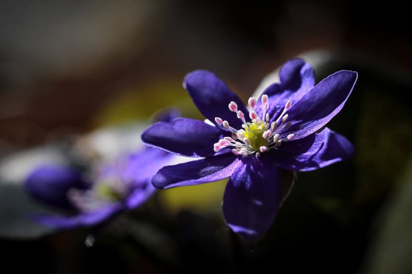 Purple wildflowers with yellow centers and pink anthers glow under soft sunlight in a detailed macro nature scene.