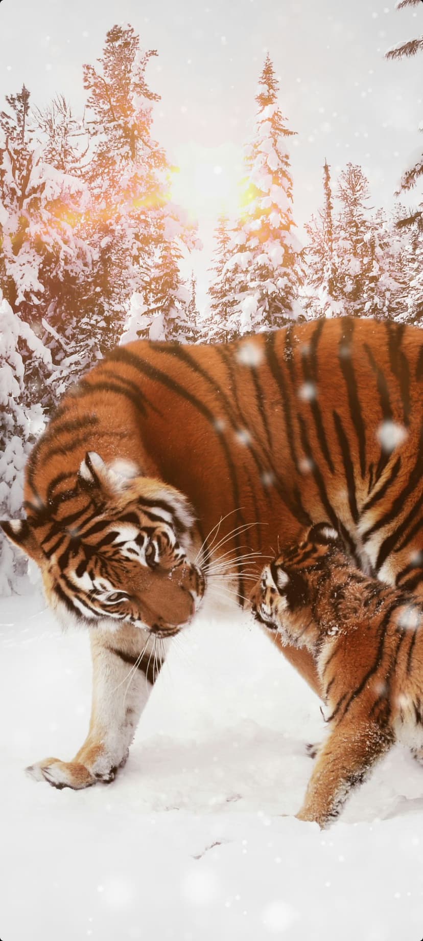 Tiger mother and cub nuzzle in a snow-covered forest while warm sunlight glows through evergreen branches.