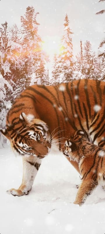 Tigers in Snowy Forest: Mother and Cub Interaction